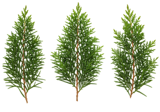 Three vibrant green cypress or cedar sprigs with scale-like needles, meticulously arranged, isolated on a transparent background with ample copy space, high-angle shot, studio lighting, concept of