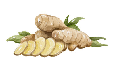 Watercolor ginger isolated on white background