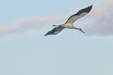 Heron flying over the pond
