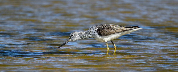 Common greenshank // Grünschenkel (Tringa nebularia) 