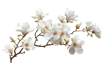 Obraz premium White magnolia flower branch with white flowers on a transparent background