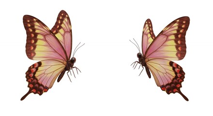 Two beautiful pink and yellow butterflies