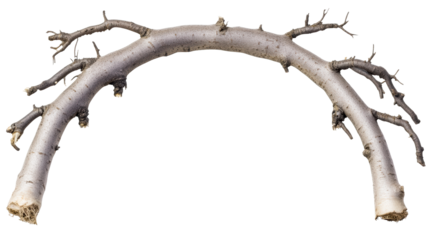 Curved branch with multiple offshoots on transparent background