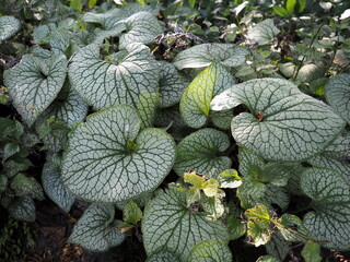 The green plant in the garden.