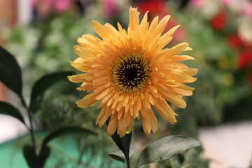 Yellow flowers in the garden