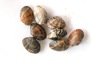 Clams on white background. Seafood.