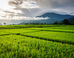 Naklejka premium Lush green rice paddy fields stretch towards distant mountains under a cloudy sky, ca 
