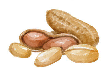 Watercolor peanuts isolated on white background