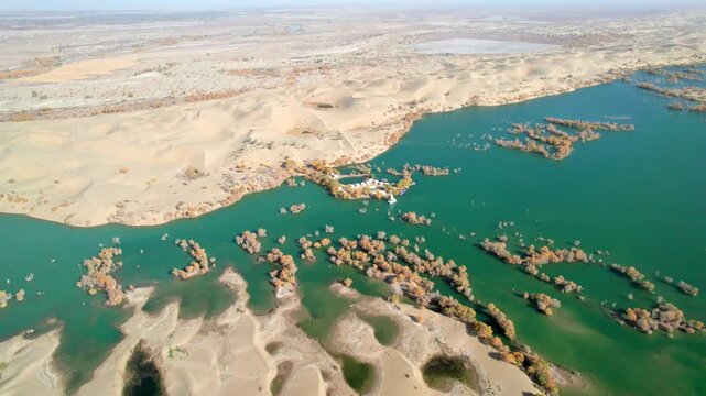 Drone view of lake in desert with Populus euphratica forest with yellow golden foliage on sunny autumn day in Xinjiang, China, aerial view of Huludao Populus euphratica forest, 4k real time footage.