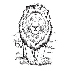 Obraz premium Detailed line drawing of a lion standing in the grass