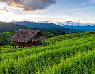 rice field  
