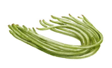 Hand painted watercolor long bean isolated