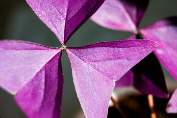 Purple oxalis flower macro photography close-up
