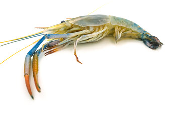 Fresh river prawns isolated on white background. Big freshwater prawns. River prawns for cooking.