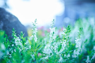 小さきもののための、優しい光