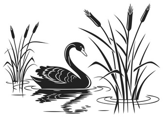 Obraz premium Elegant Black Swan Gliding Across a Tranquil Lake at Dusk