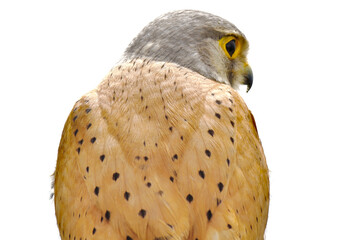 close up of Falcon