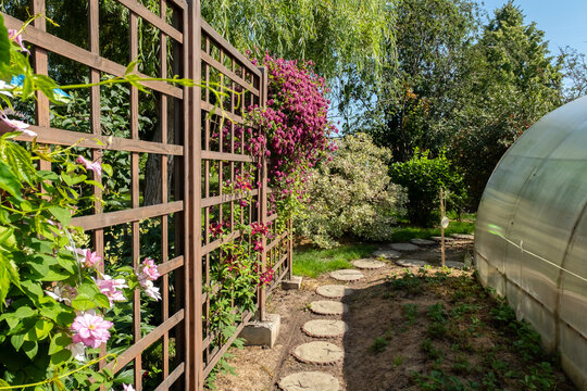 Wooden trellis with pink and purple clematis flowers in a backyard garden.