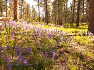 Fototapeta premium Wildflower, Mountain, Spring