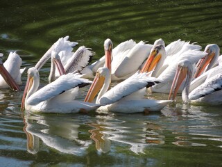 White pelican surrounding their prey
