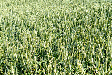 Grünes Getreidefeld