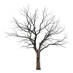 Obraz premium a dead, bare tree with intricate branches isolated on transparent background, symbolizing winter and decay
