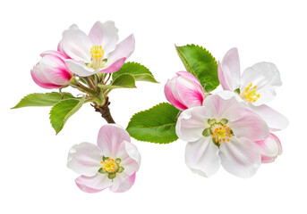 Delicate apple blossoms with soft pink and transparent petals, bright yellow stamens, lush green leaves on a single stem and individual stems, highly detailed on a transparent seamless background,