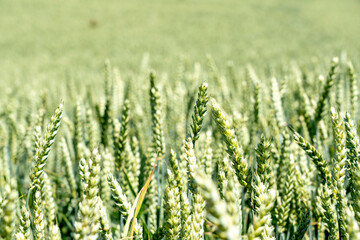 Grünes Getreidefeld