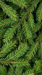 Obraz premium Close-up of vibrant green pine needles (1)