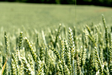 Gr&uuml;nes Getreidefeld