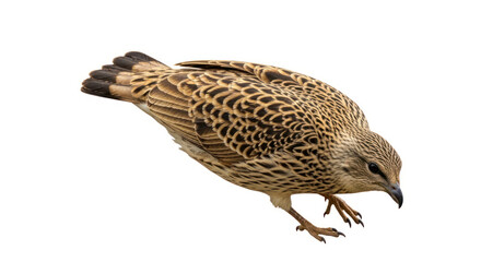 pheasant isolated on white