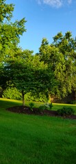 Fototapeta premium green grass and blue sky
