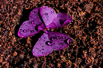 Purple oxalis flower macro water droplets