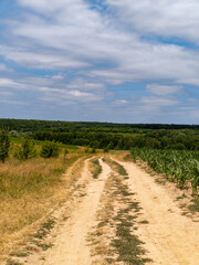 A dirt road in the middle of a corn field