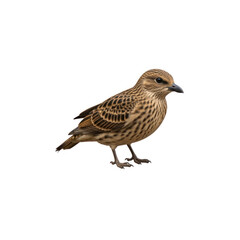 sparrow on a white background