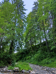 A stream running through a lush green forest filled with trees