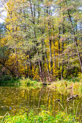 Serene pond reflection surrounded by vibrant autumn forest trees