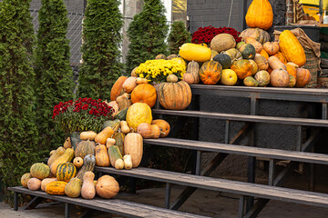 Display of assorted pumpkins and gourds on a rustic wooden structure