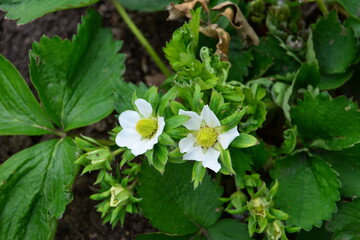Strawberry Flowers in Bloom Close-up of a Strawberry Plant