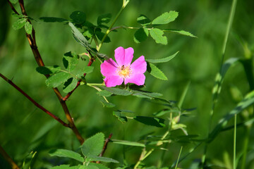 Fototapeta premium Wild Rose in Sunlight, Blooming in a Green Meadow