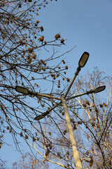 A street lamp with four lights surrounded by bare trees against a clear blue sky.
