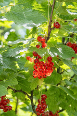 Close-up of fresh redcurrant berries on a bush with green leaf.