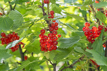 Close-up of ripe redcurrant berry cluster on a bush with green leaf.