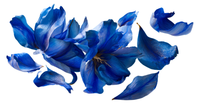 Vibrant blue flowers with delicate petals on transparent background