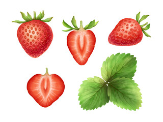 Set of strawberries. Watercolor painting on transparent background
