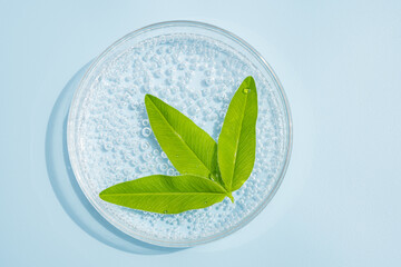 petri dish with cosmetics gel and green leaves. Top view,liquid cosmetic. Herbs natural ingredients.
