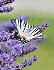Segelfalter (Iphiclides podalirius) auf Lavendel, vertikal