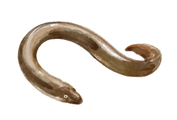 Hand painted watercolor eel isolated