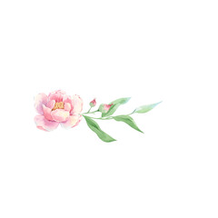 Fototapeta premium Pink flower, peony with green branch and bud watercolor