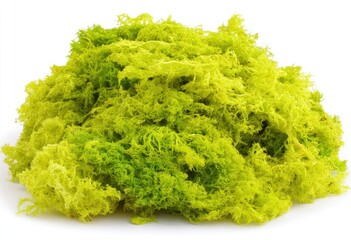 Pile of vibrant green and yellow moss